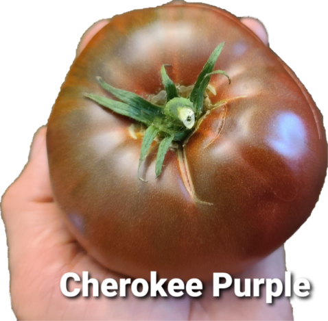 Cherokee Purple