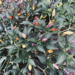 Bolivian Rainbow ****