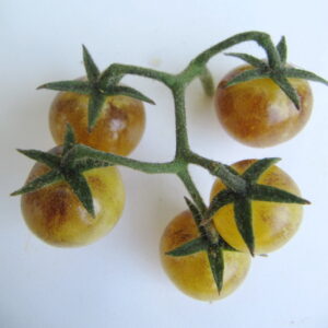 Amethyst Cream Cherry