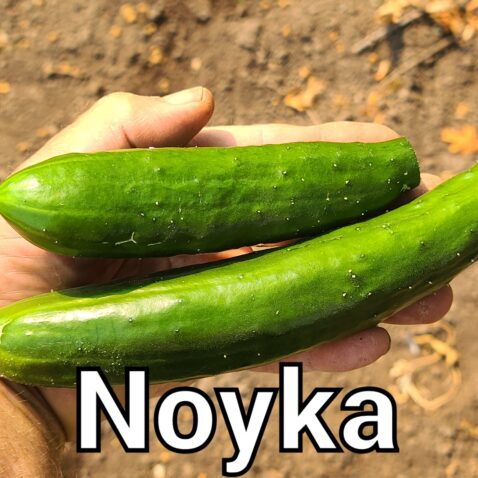 Cuke Nokya