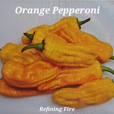 Orange Pepperoncini