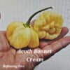 Scotch Bonnet Cream