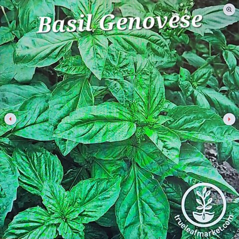 Basil Genovise