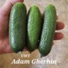 Cuke Adam Gherkin