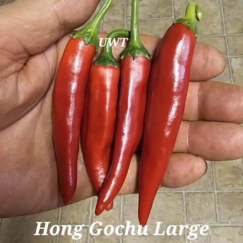 Hong Gochu Large