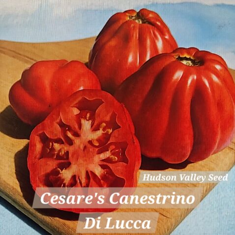 Cesare's Canestrino Di Lucca