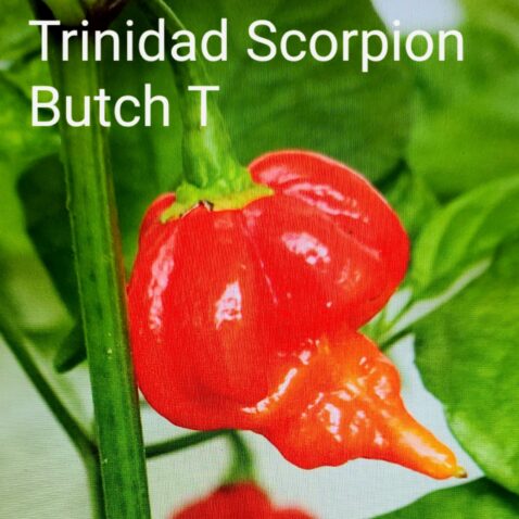 Trinidad Scorpion Butch T