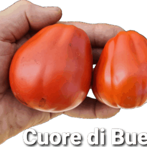Cuore di Bue