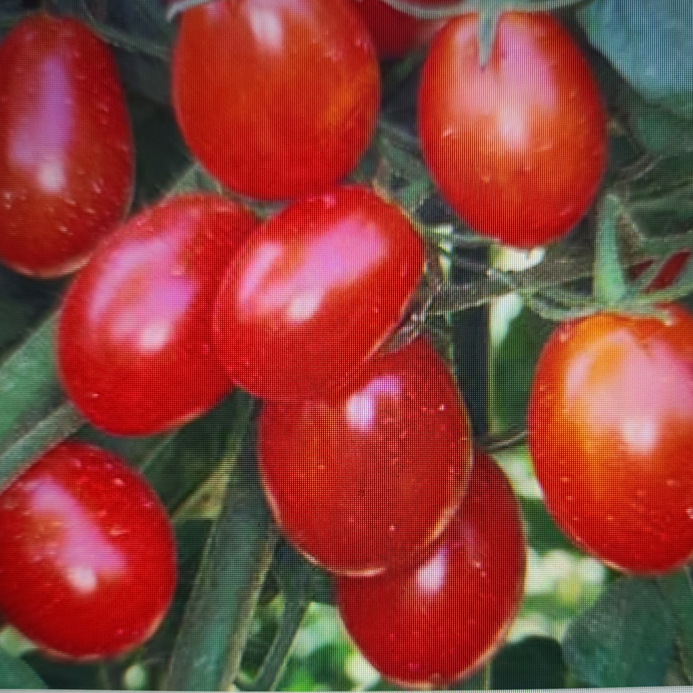 Grape Tomato