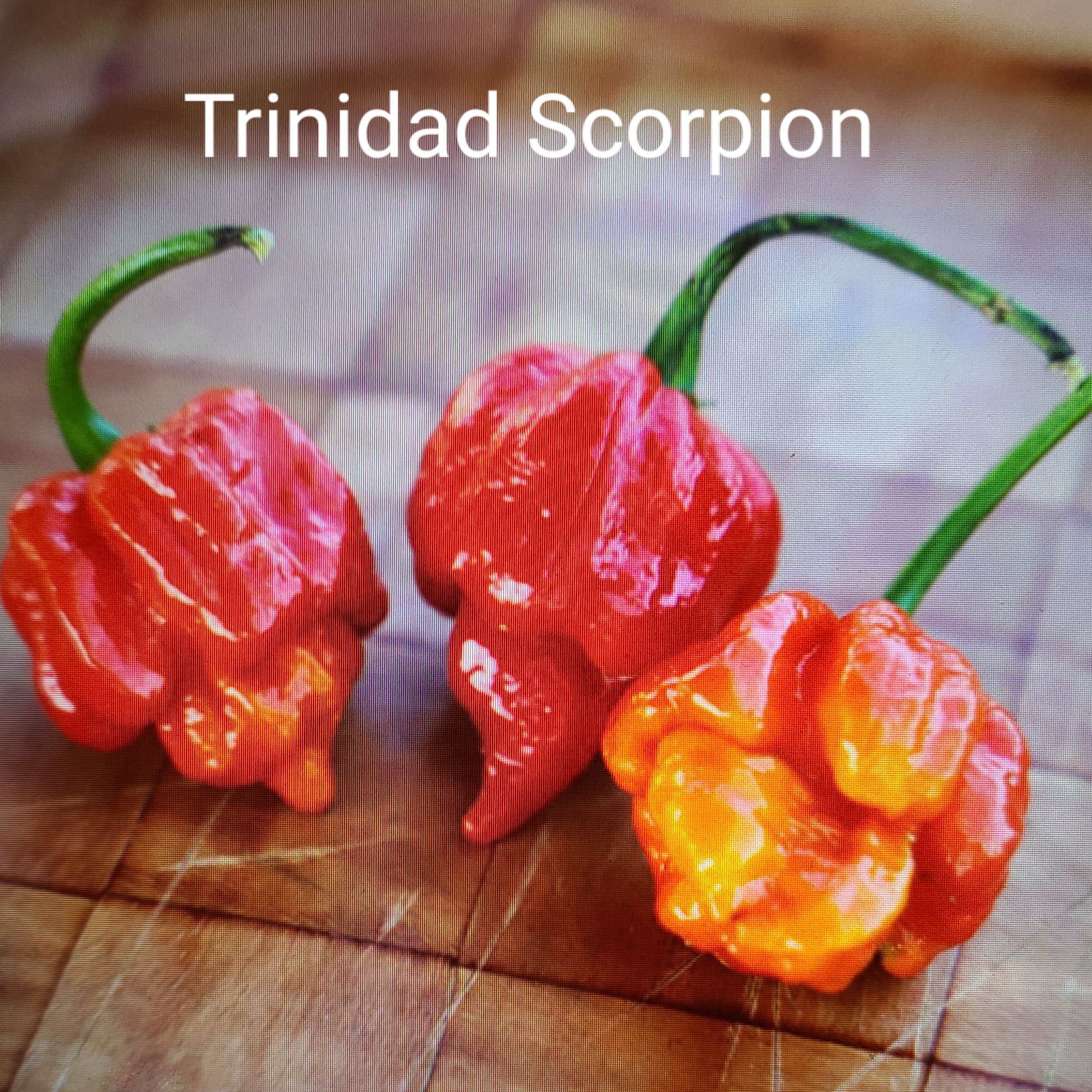Trinidad Scorpion *****