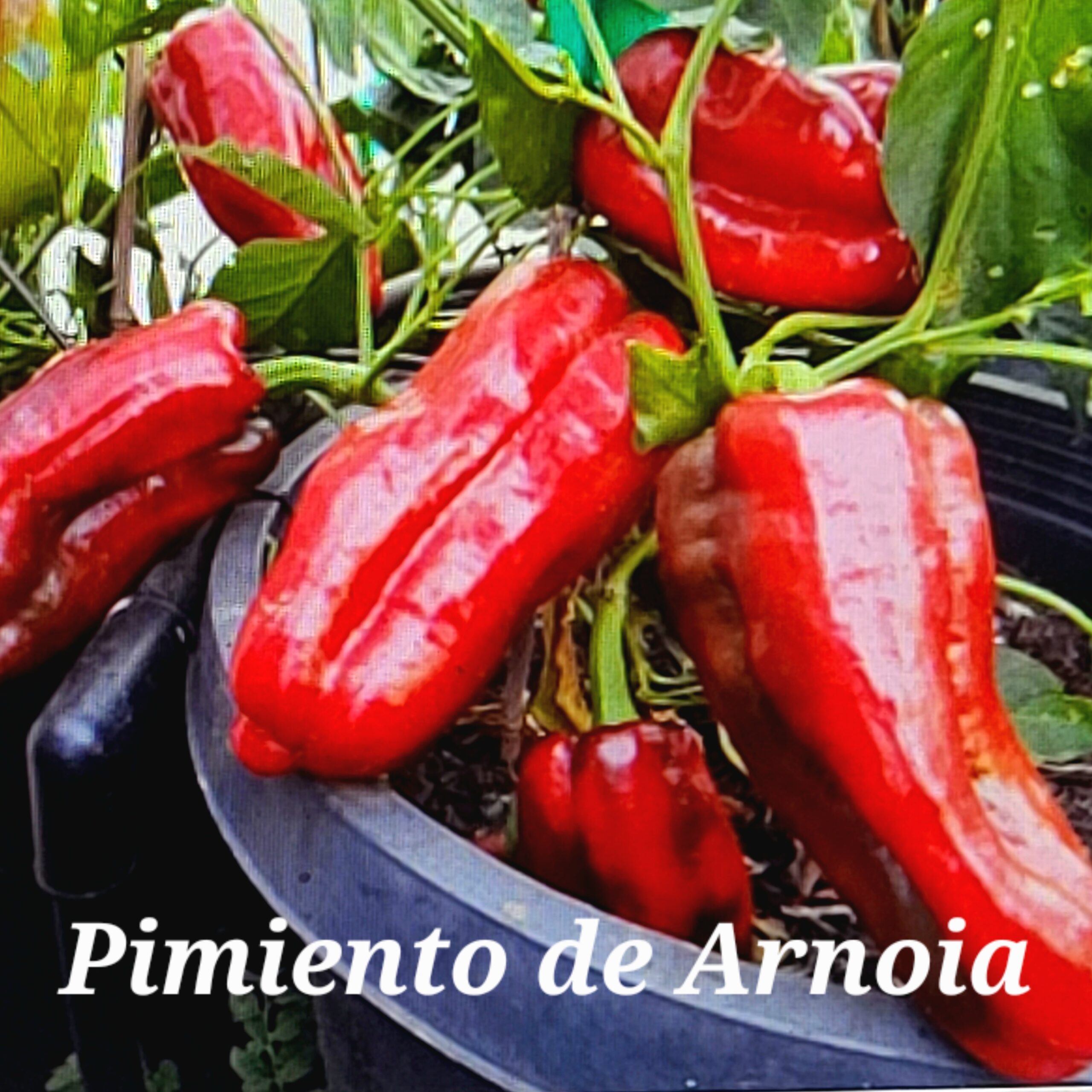 Pimiento de Arnoia