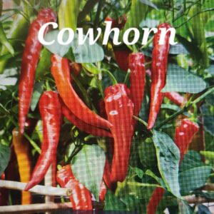 Cowhorn **