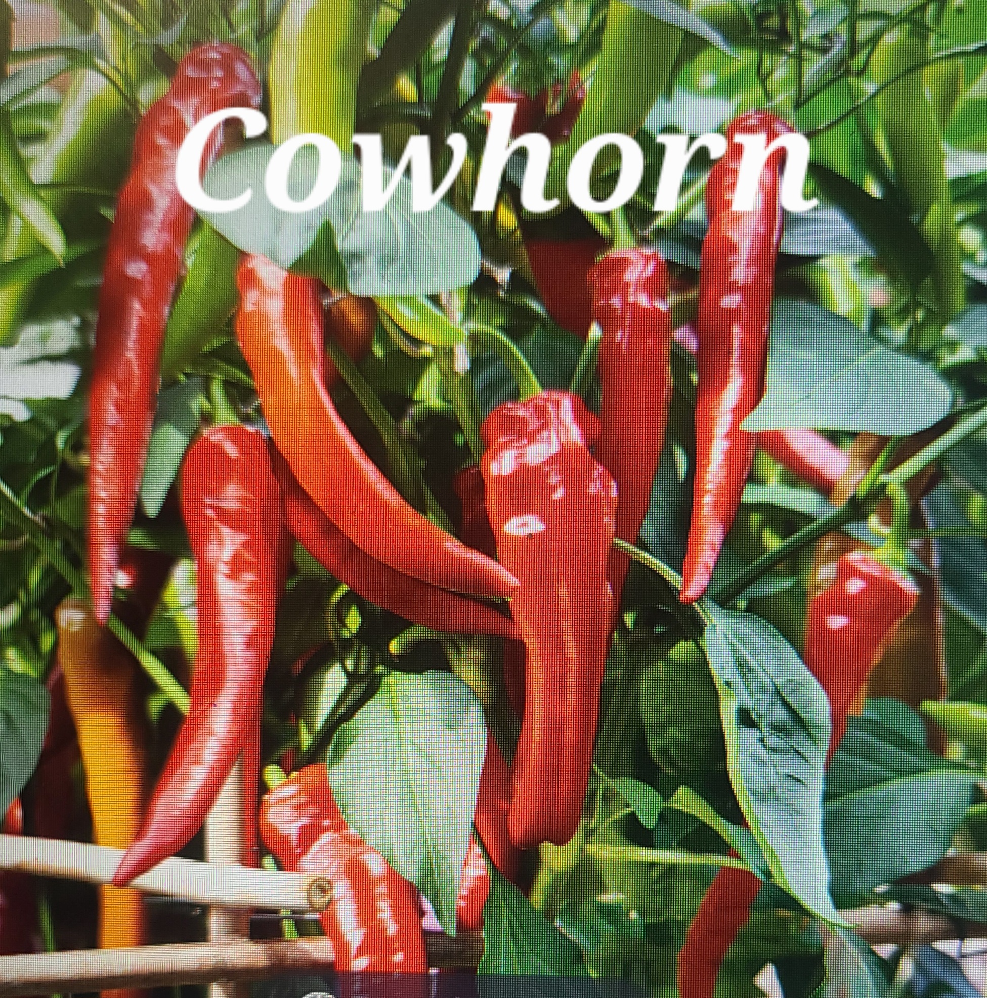 Cowhorn **