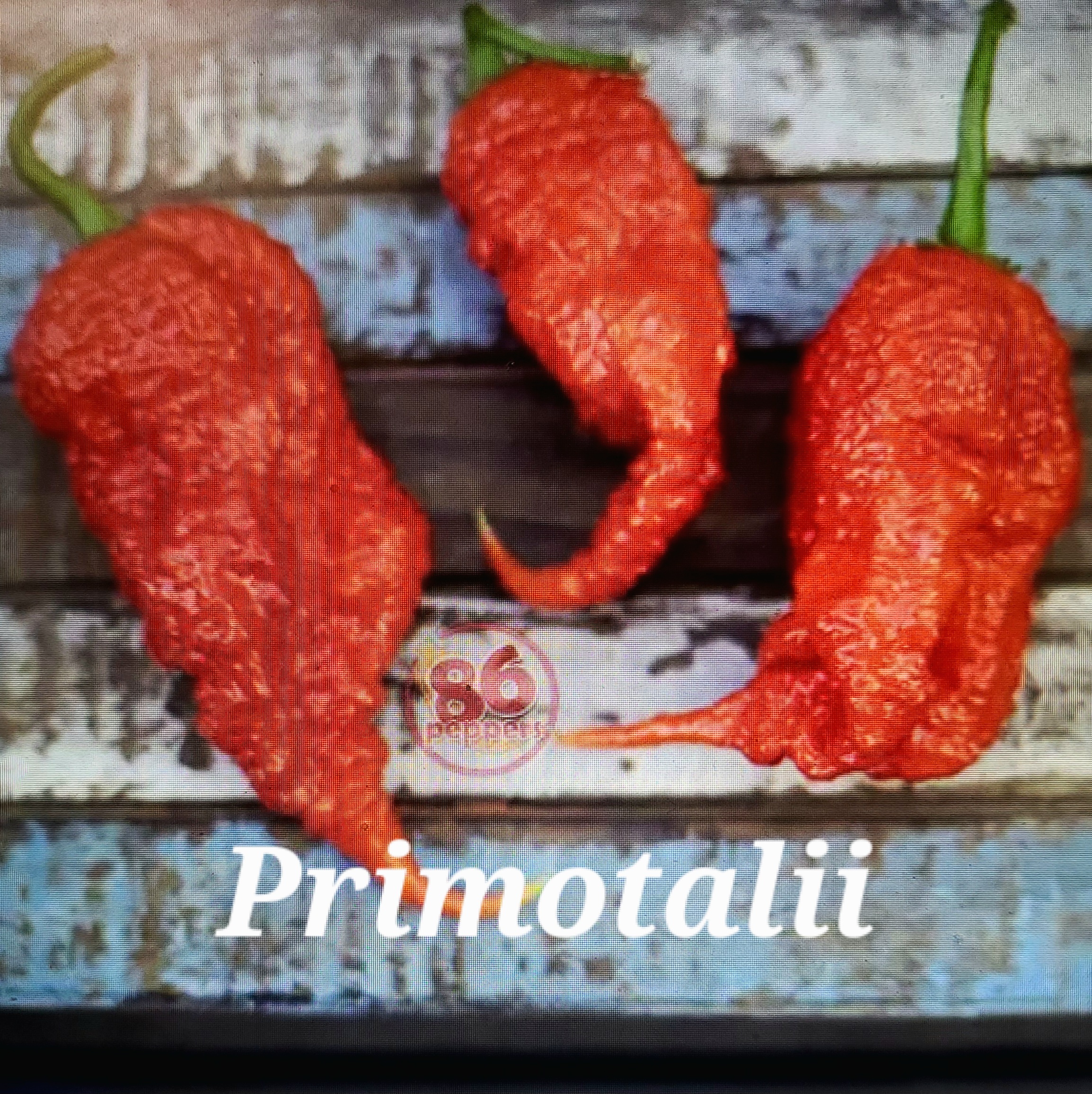 Primotalii *****