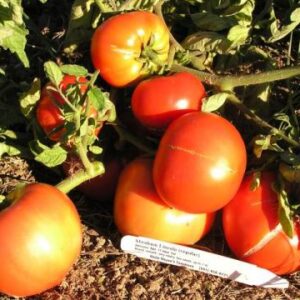 Abraham Lincoln Original