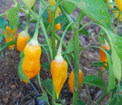 Aji Gold (Limon) **