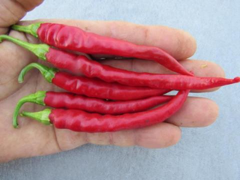 Cayenne Long Slim **