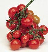 Christmas Grapes Purple