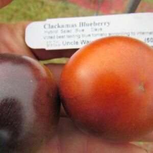 Clackamas Blueberry