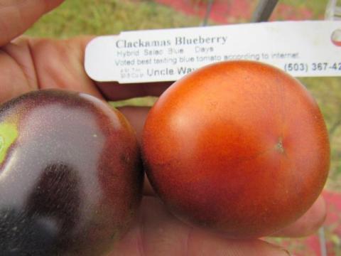 Clackamas Blueberry