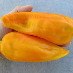 Corno di Toro Giallo