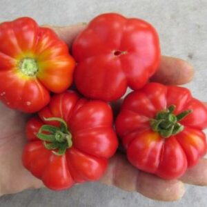 Costoluto Fiorentino