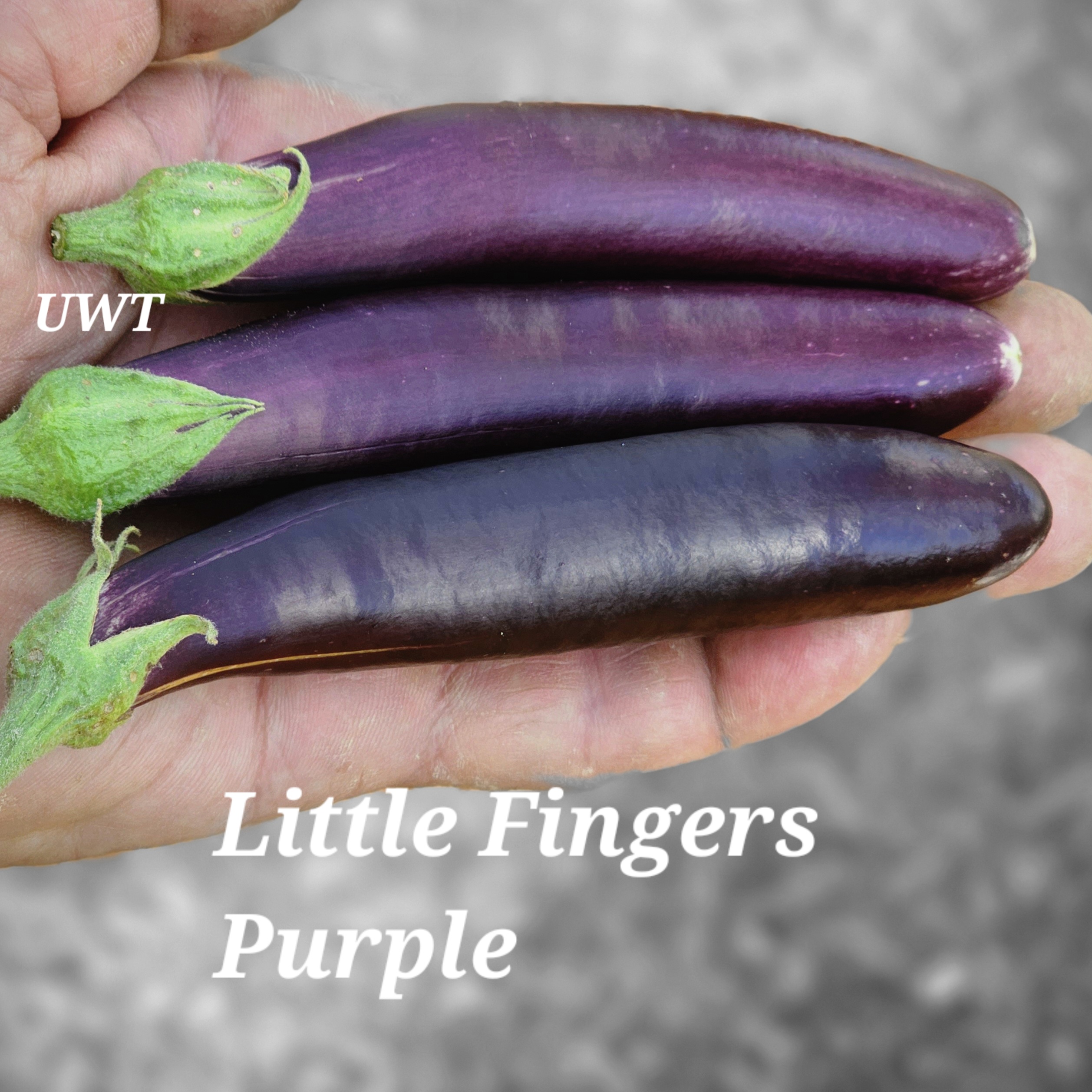EP Little Fingers Purple