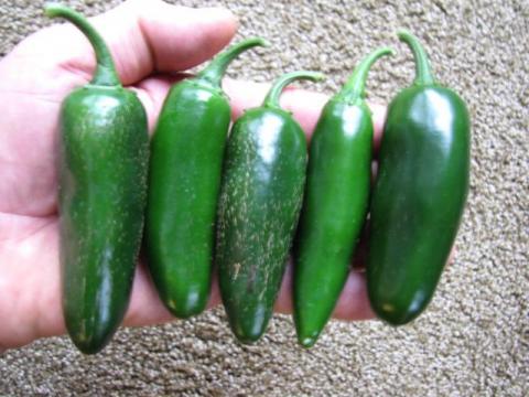 Early Jalapeno ***