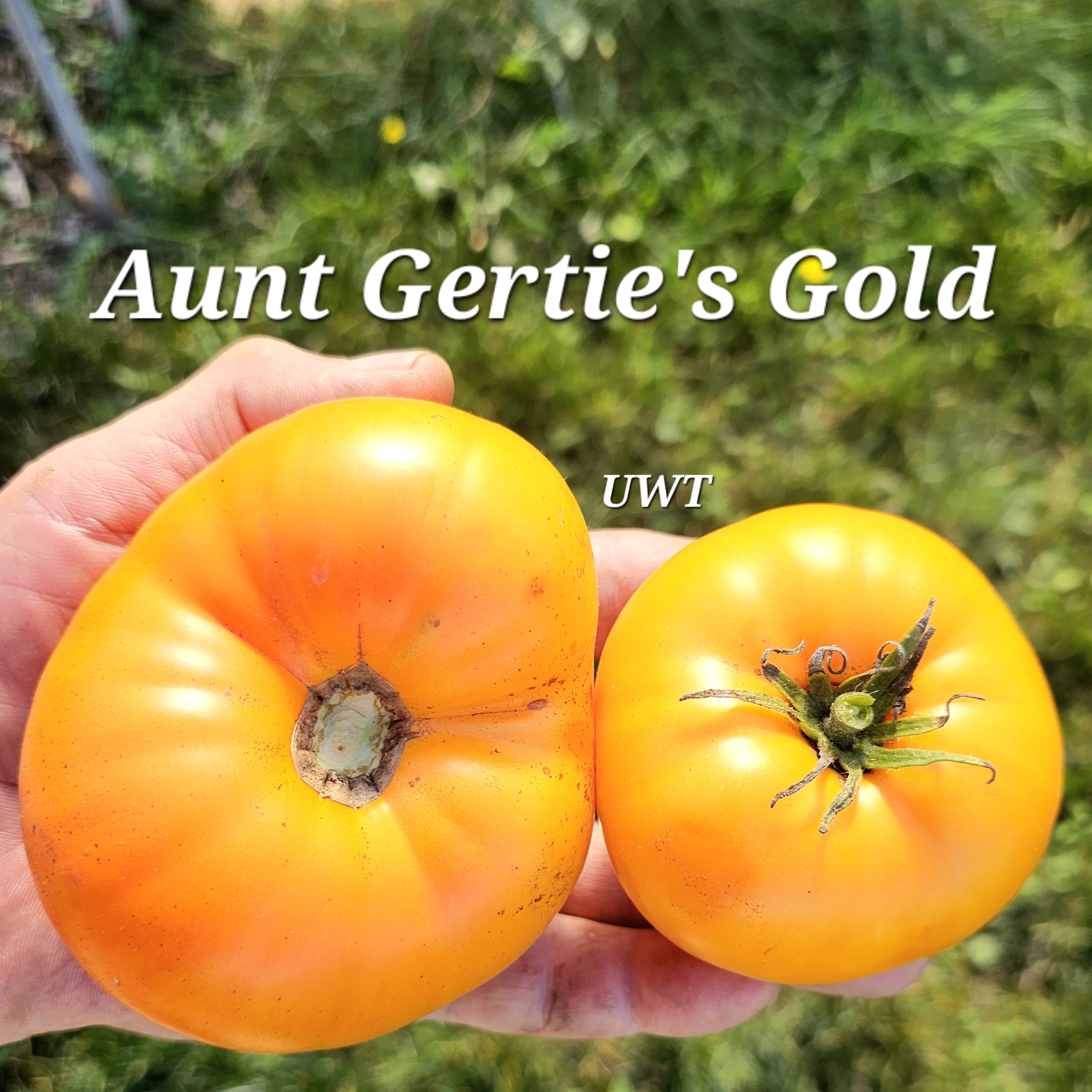Aunt Gertie's Gold