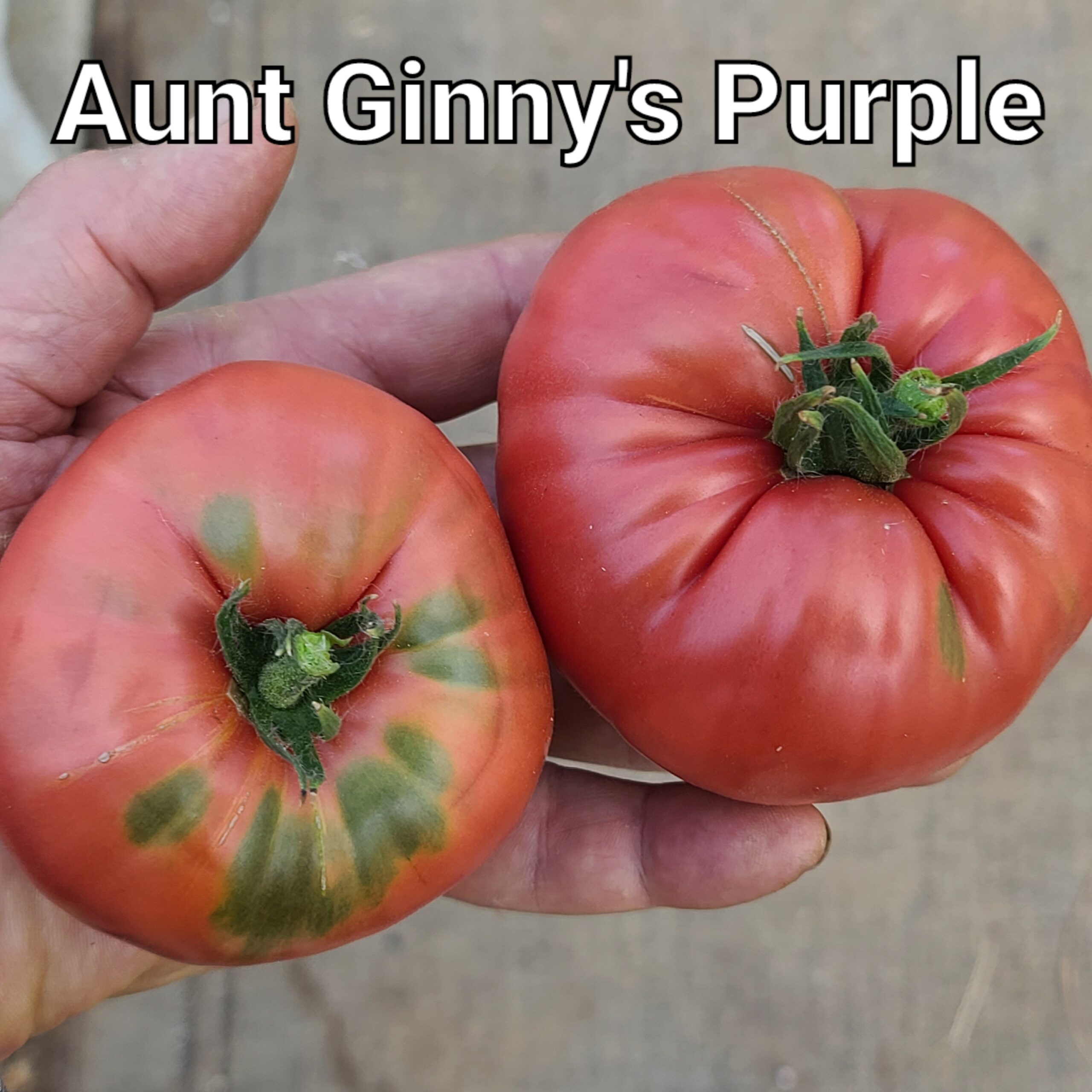 Aunt Ginny's Purple