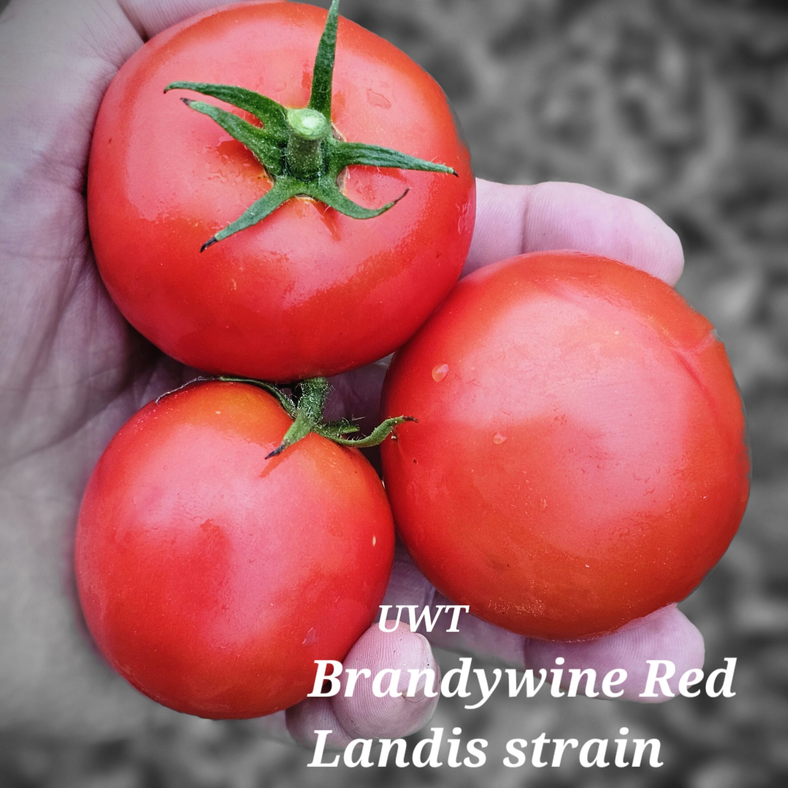 Brandywine Red - Landis