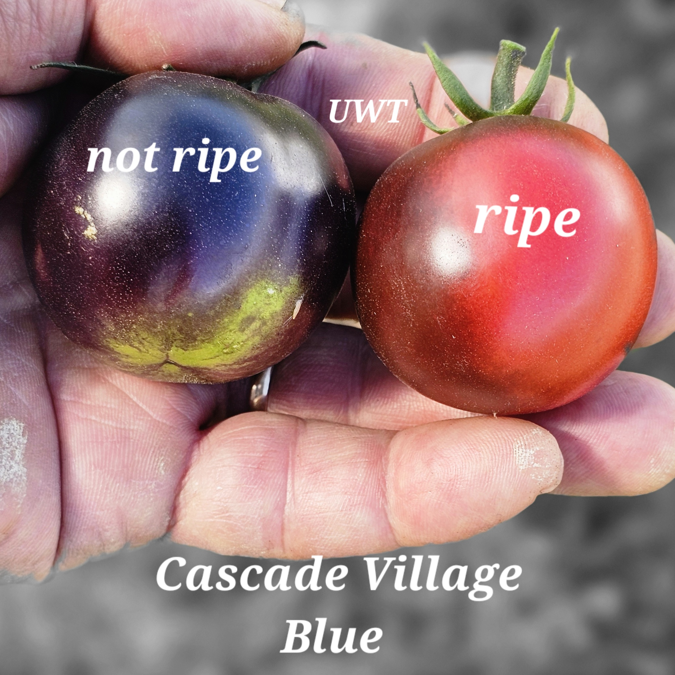 Cascade Village Blue