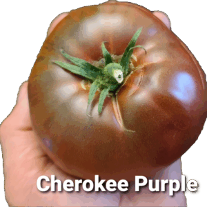 Cherokee Purple