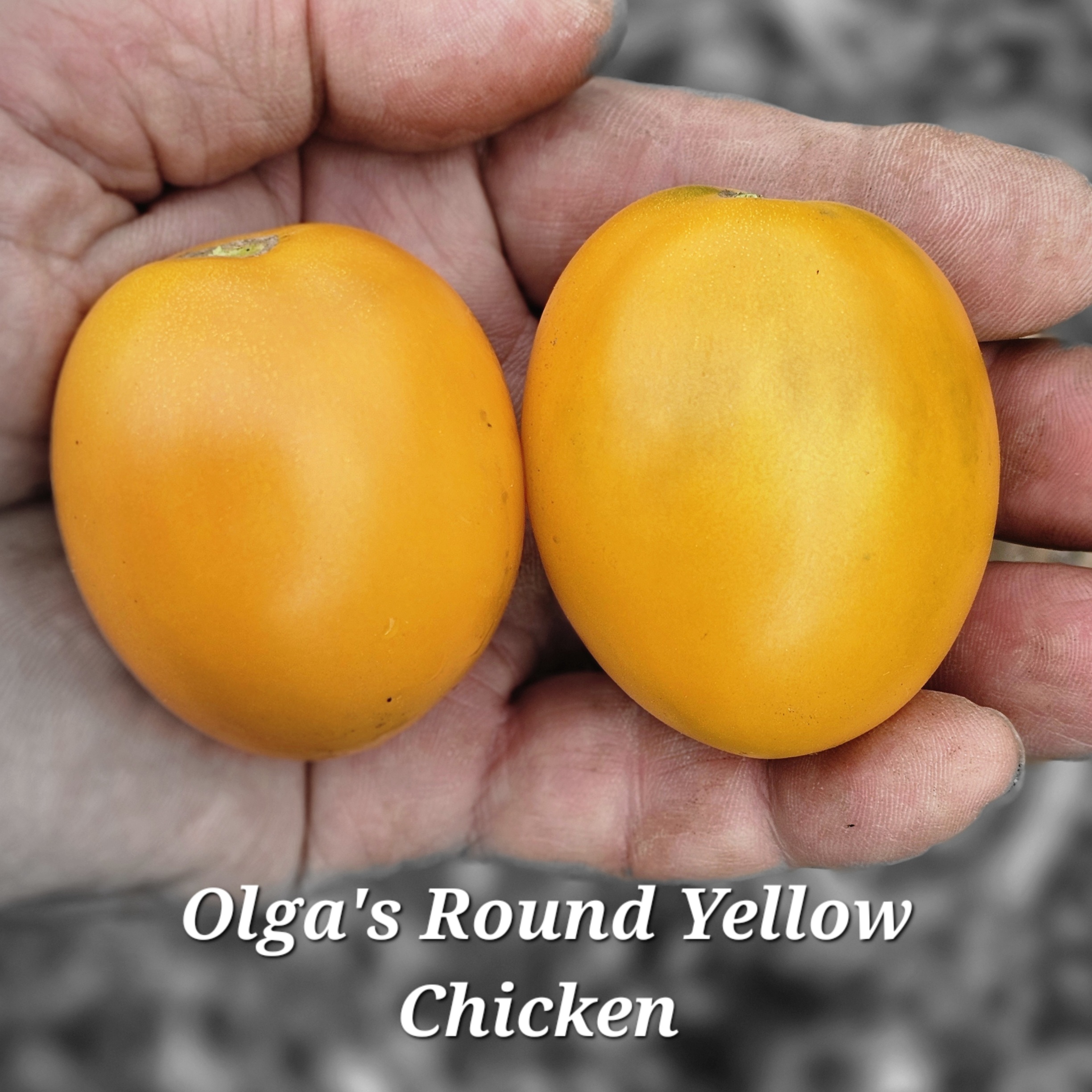 Olga's Round Yellow Chicken