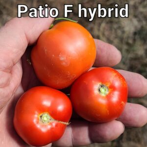 Patio F Hybrid