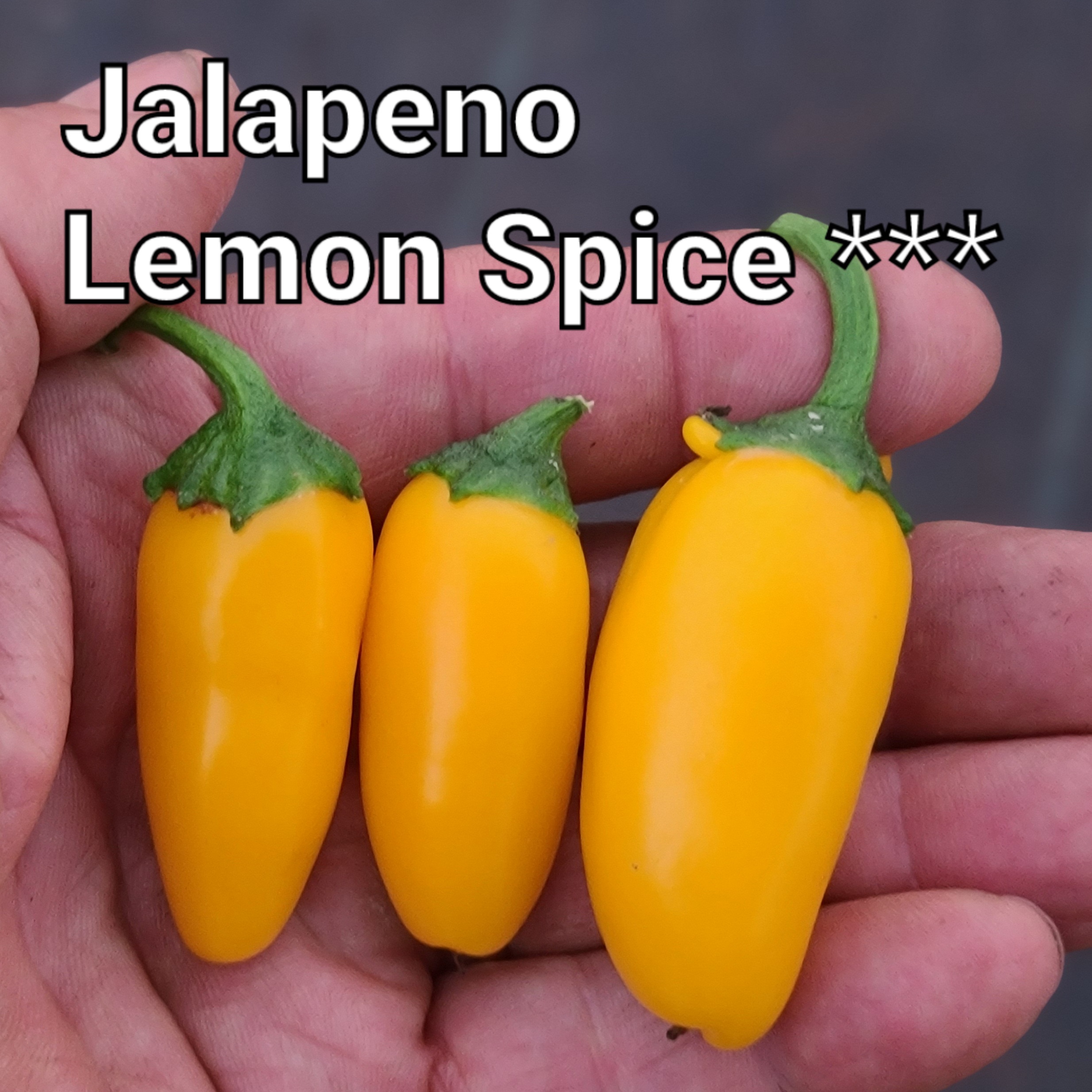 Jalapeno Lemon Spice ***