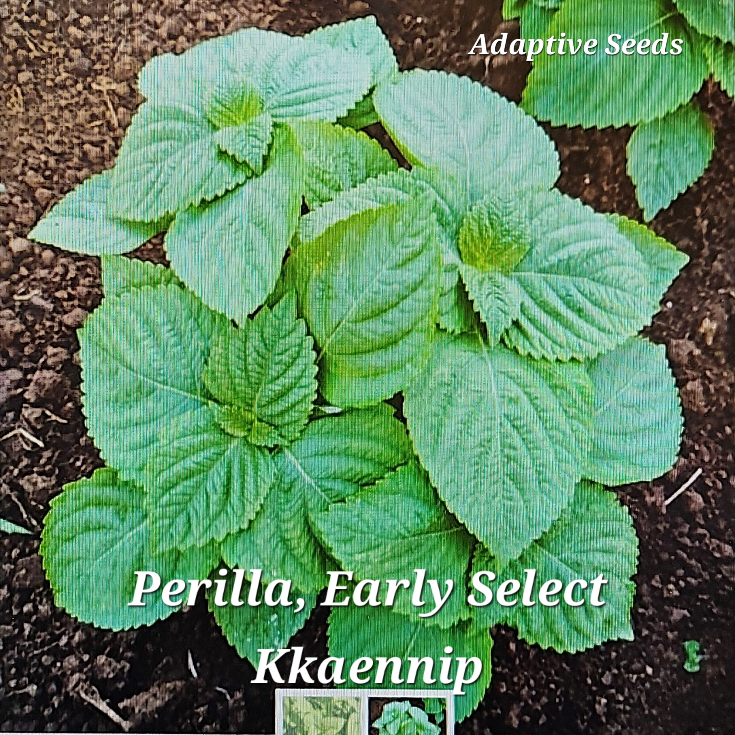 Perilla, Early Select Kkaennip