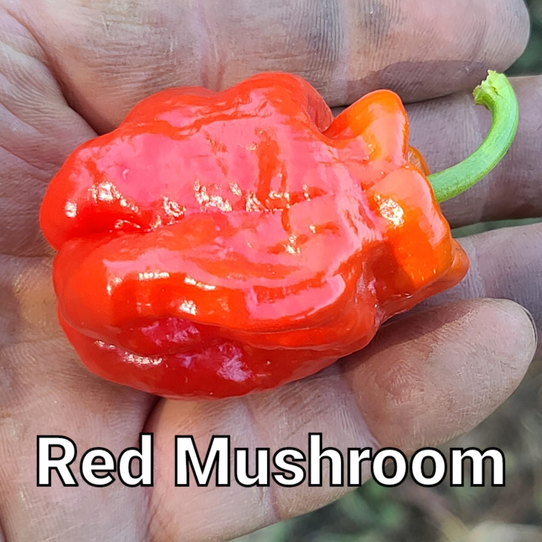 Red Mushroom ***