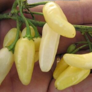 Habanero, White ****