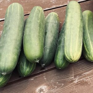 Cucumber