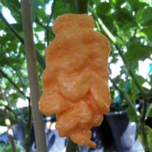 Jay's Peach Ghost Scorpion *****