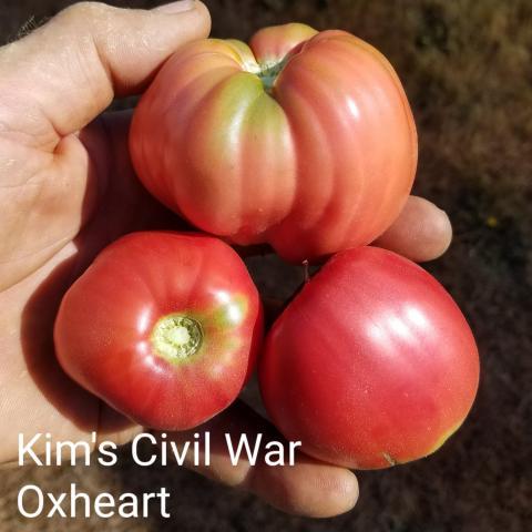 Kim's Civil War Oxheart