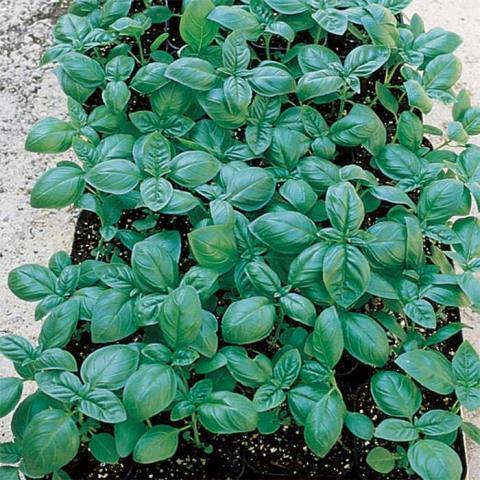 Basil, Large Sweet Italian