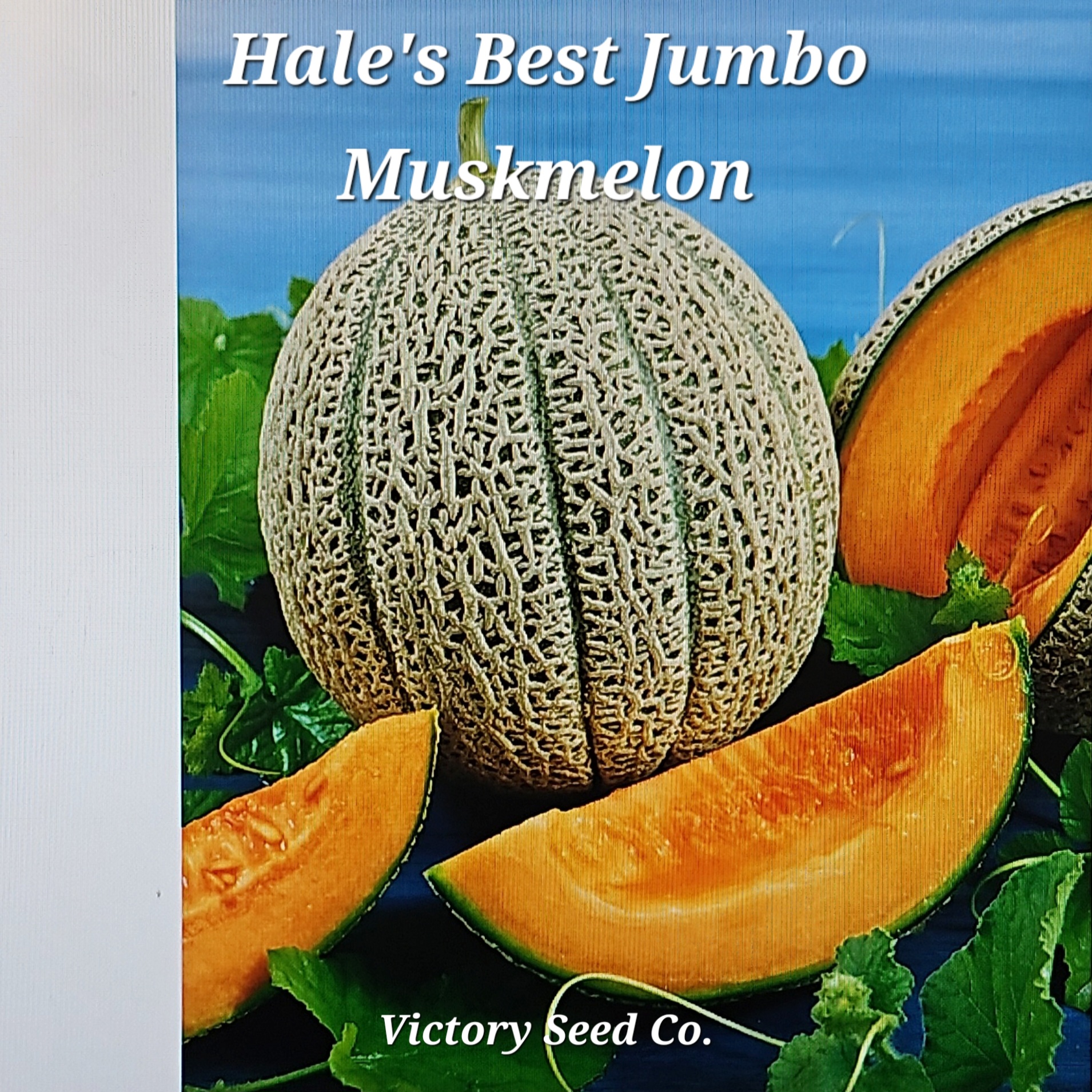 MEL Hale's Best Jumbo Muskmelon