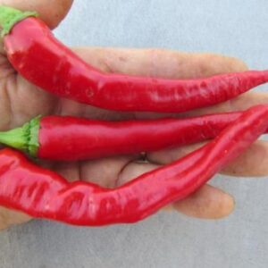 Maule's Red Hot ****