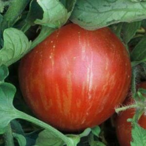 Mr. Stripey aka Tigerella