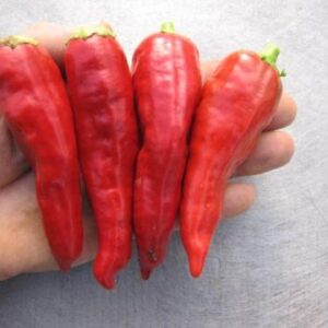 NuMex Barker's Hot **