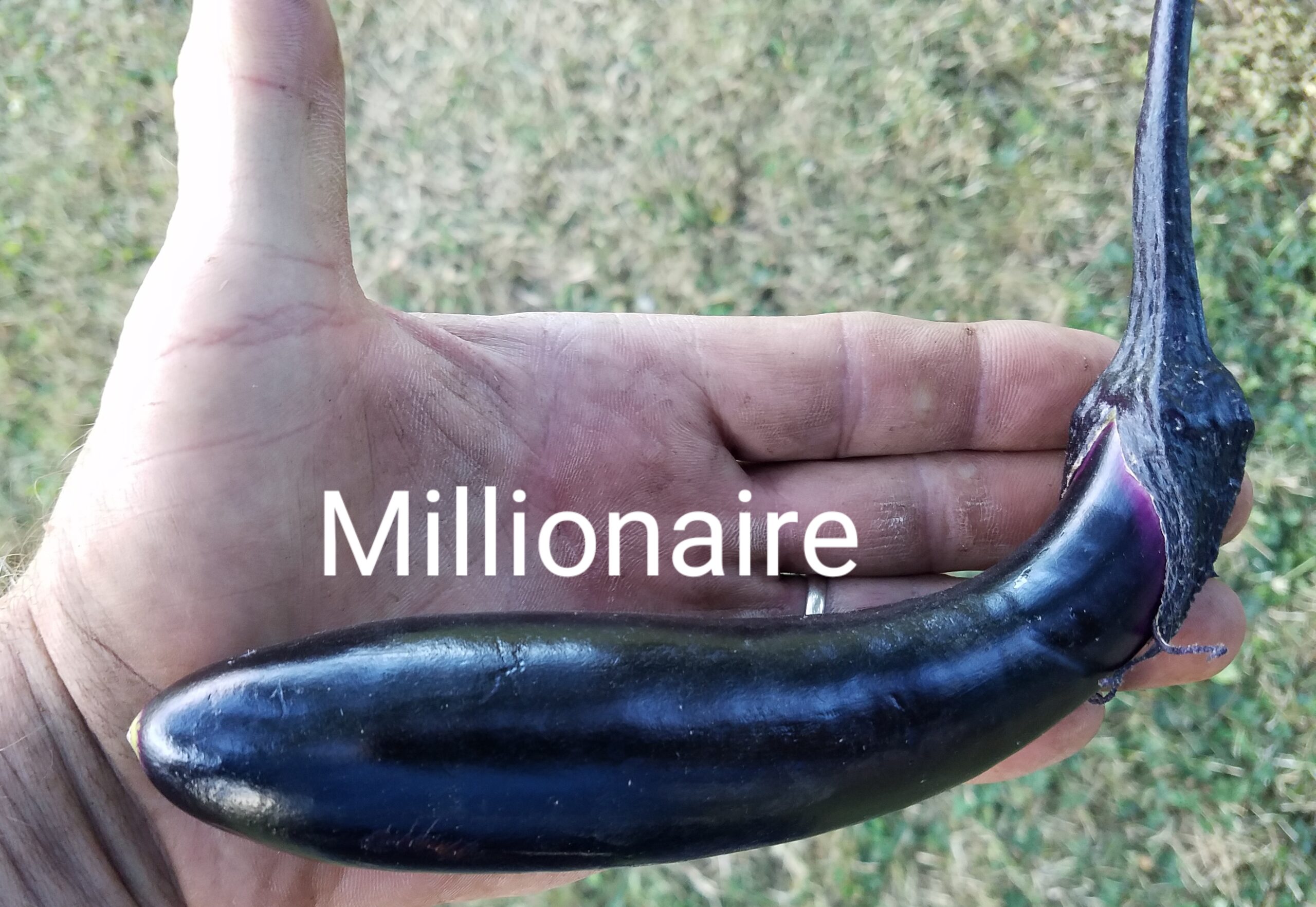 EP Millionaire