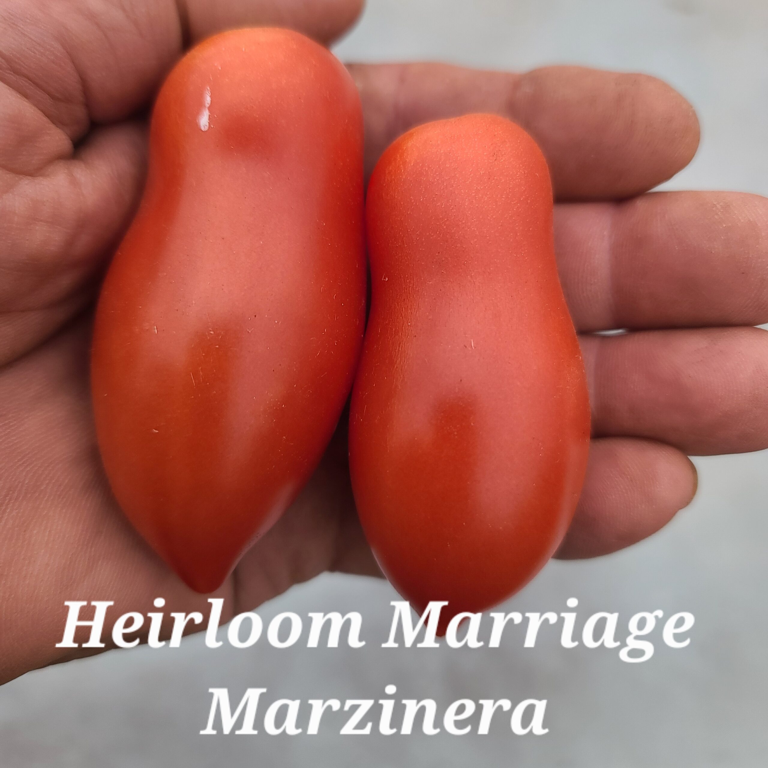 Heirloom Marriage (TM) Marzinera