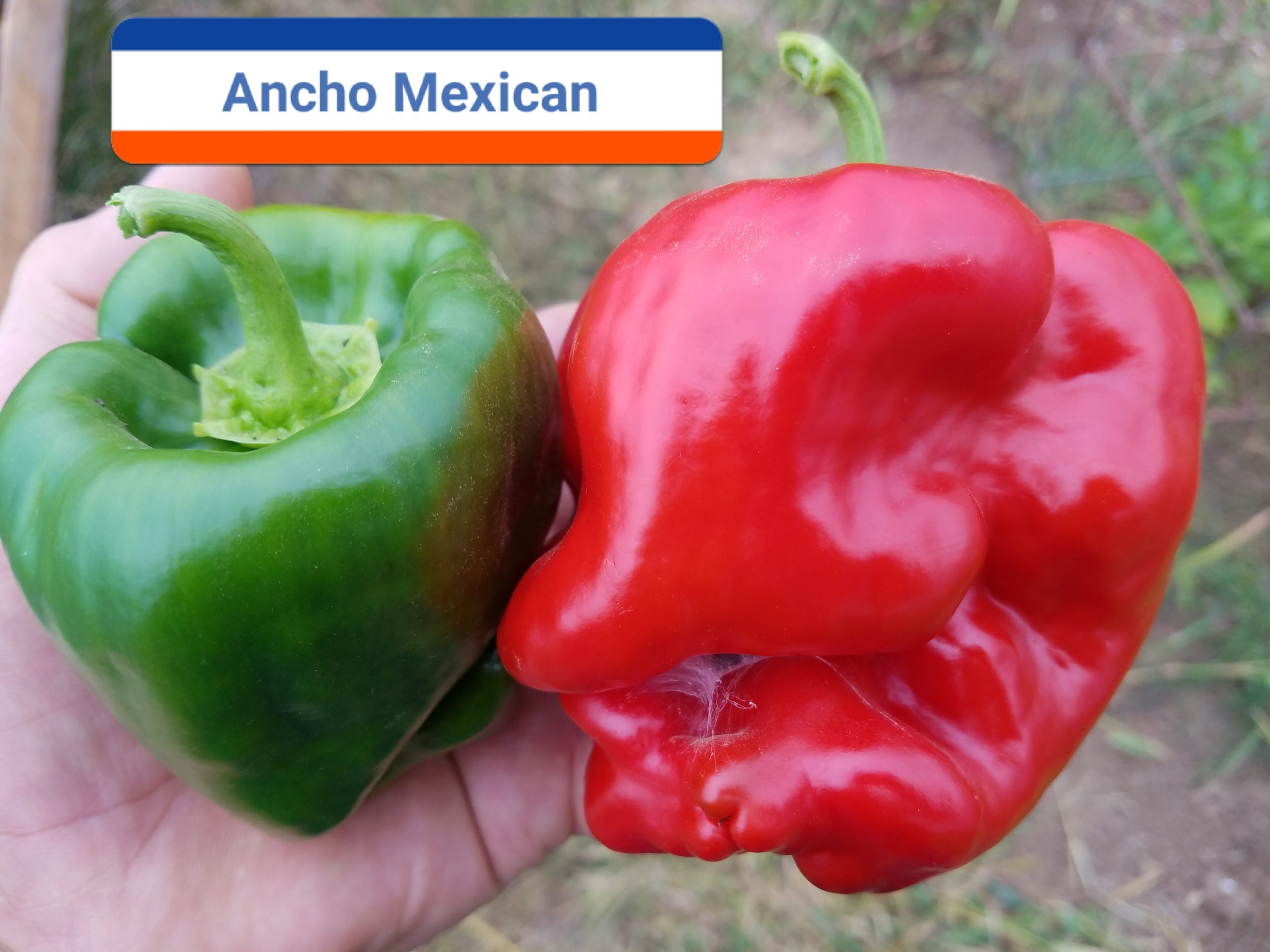 Ancho Mexican ****